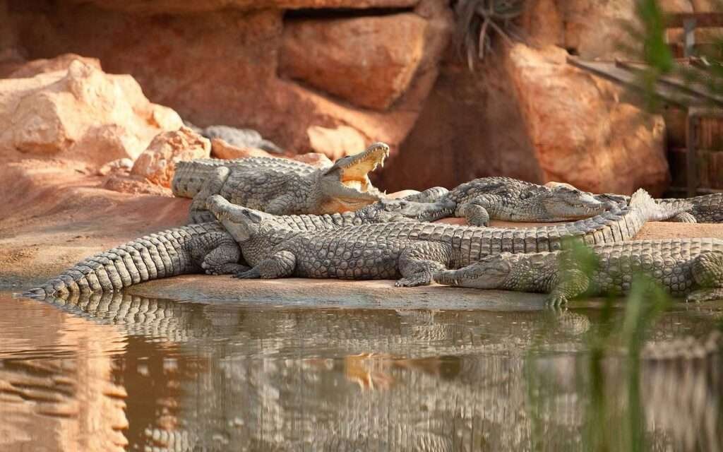 crocodile park from Taghazoute